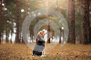 beagle dog in autumn forest. Puppy for a walk in leaf fall
