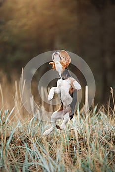 beagle dog in autumn forest. Puppy for a walk in leaf fall