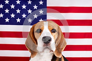 Beagle dog on the background of the American flag. 4 July Independence Day.