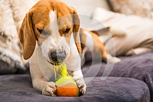 Beagle dog with a ball on a couch ripping ball toy