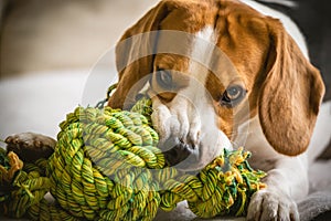 Beagle dog biting and chewing on rope knot toy