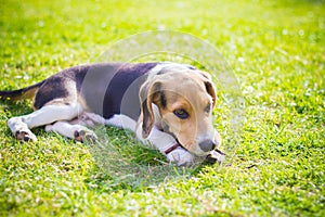 beagle dog biting a stick