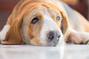 Beagle dog boy looking up