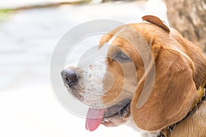 Beagle dog boy looking up and leaf on head