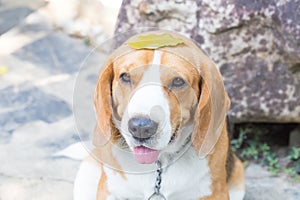 Beagle dog boy looking up and leaf on head