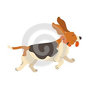 Beagle Dog Breed with Spotted Coat and Collar on Neck Running with Stick Out Tongue Vector Illustration