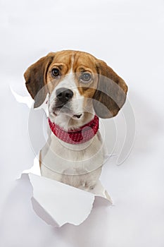 Beagle dog broke the paper