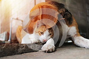 Beagle dog and brown cat.