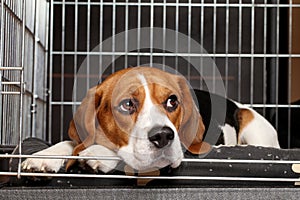 Beagle Dog in cage