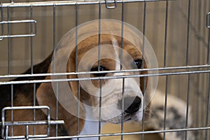 Experiment Beagle dog in a cage photo