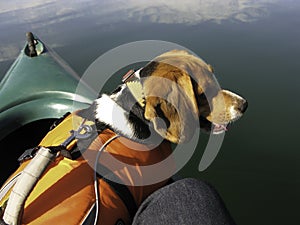 Beagle Dog in Canoe with Life Jacket