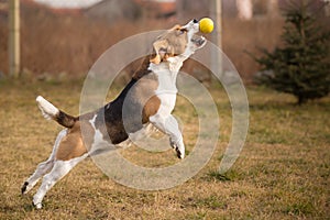 Beagle dog catching ball