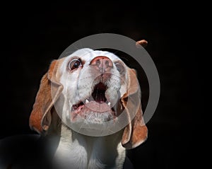 Beagle dog catching a treat