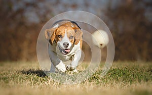 Beagle dog chasing ball