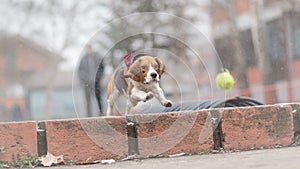 Beagle dog chasing ball