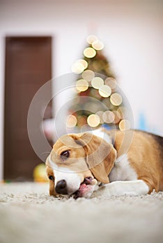 Beagle dog on christmas decoration background