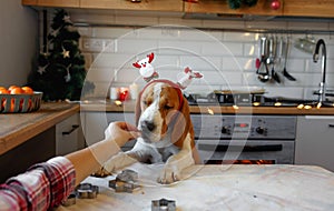A Beagle dog with Christmas decorations on its head stands on its hind legs in the kitchen waiting for a treat
