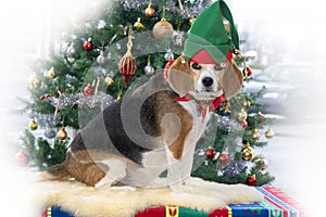 Beagle dog with christmas hat.