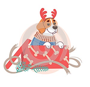 A beagle dog in a Christmas sweater and reindeer horns peeks out of a gift box. Funny vector illustration in a flat