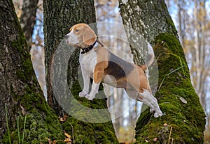 Beagle dog climbed the tree in the forest