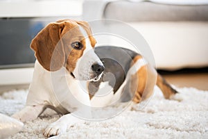 Beagle dog close up on a carpet falling asleep. Original photo