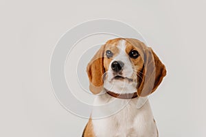 Beagle dog close up portrait on white background