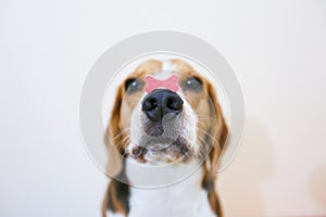 Beagle dog is concentrate at snack photo