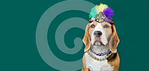 A beagle dog in costume for the Mardi Gras festival