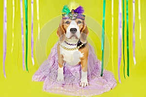 A beagle dog in costume for the Mardi Gras festival