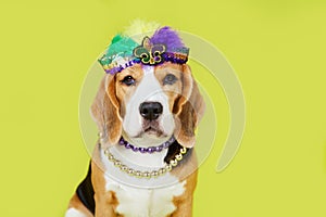 A beagle dog in costume for the Mardi Gras festival