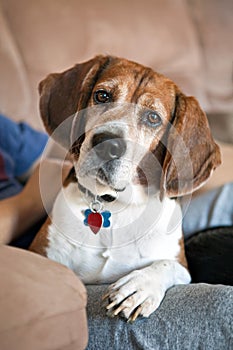 Beagle Dog on the Couch