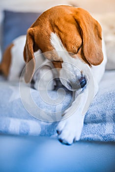 Beagle dog on a couch biting his itching skin on legs