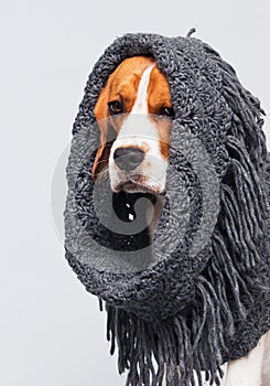 Beagle dog dressed in a scarf
