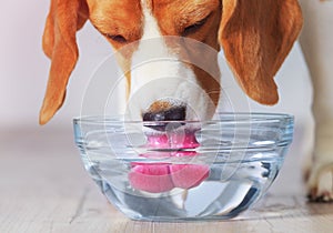 Beagle dog drinking