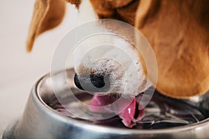 Beagle dog drinking water