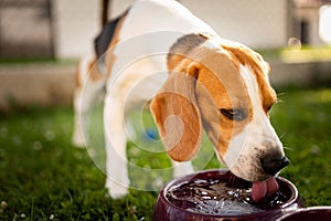 Beagle dog drinking water to cool off in shade