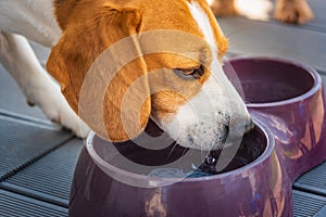 Beagle dog drinking water to cool off in shade on grass hiding from summer sun . Summer background.