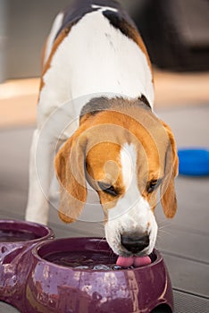 Beagle dog drinks water outside in sunny summer day