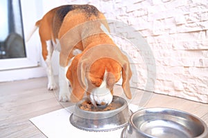 Beagle dog eating