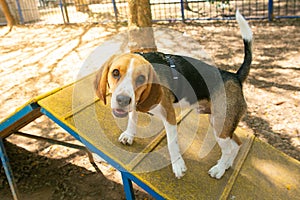 A Beagle dog exercising in a park