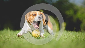 Beagle dog fails to catch ball