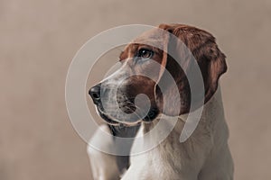 Beagle dog with fawn and white fur looking to side