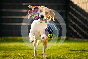 Beagle Dog Fetching A Rope Toy