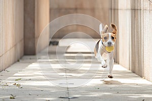 Beagle dog with floppy running and jumping fetching and holding a yellow ball with blurry background running towards viewer