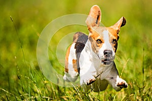 Beagle dog fun on field outdoors run and jump towards camera with ears in the air ant feet above ground