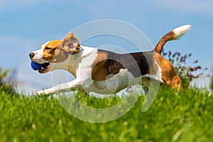 Beagle dog fun in park outdoors run and jump with ball