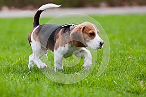 Beagle dog on green grass
