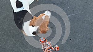 Beagle dog with his dog rope toy. Beagle dog not caring about tug-of-war. A tired dog with his dog rope toy