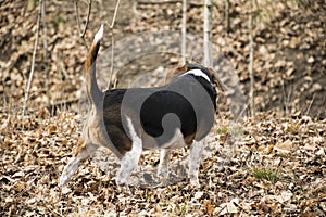 BEAGLE DOG ON THE HUNT