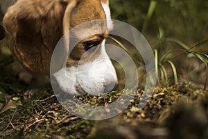 Beagle dog hunter follows the trail